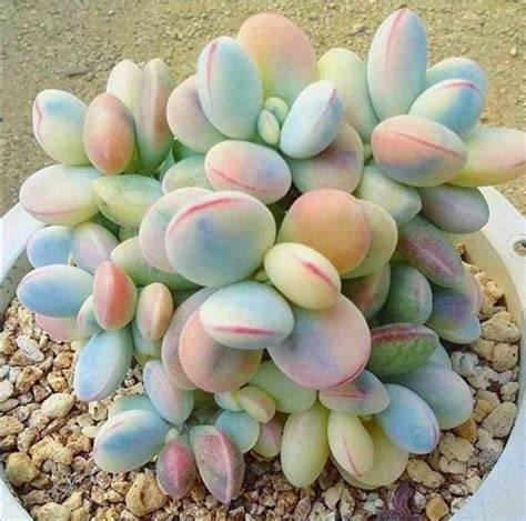 cotyledon orbiculata variegata