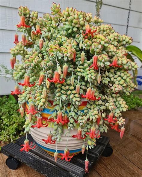cotyledon pendens