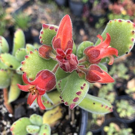 cotyledon tomentosa