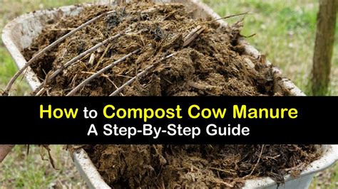 cow compost
