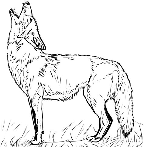 coyote coloring picture