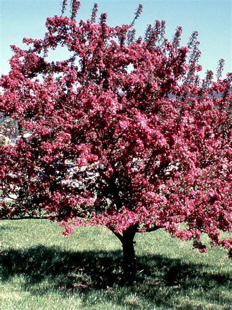 crabapple indian magic