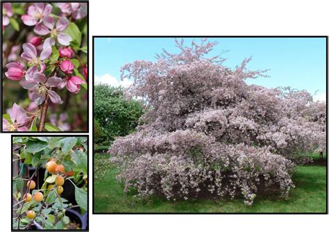 crabapple louisa