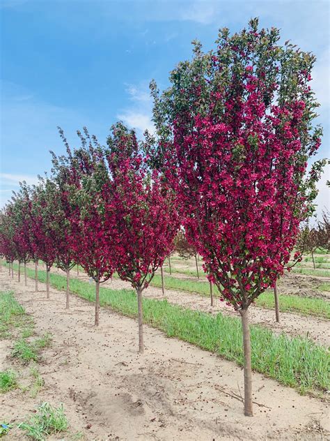 crabapple red baron