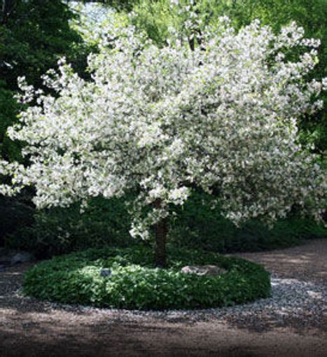 crabapple snowdrift tree