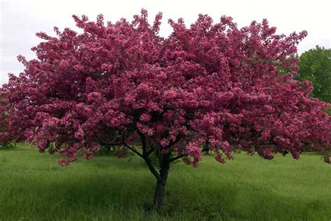 crabapple thunderchild