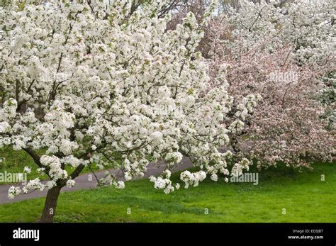 crabapple white