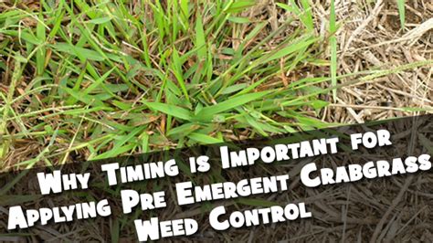 crabgrass pre emergent timing