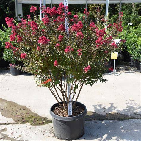 crape myrtle double feature