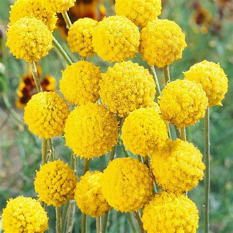 craspedia drumstick flowers