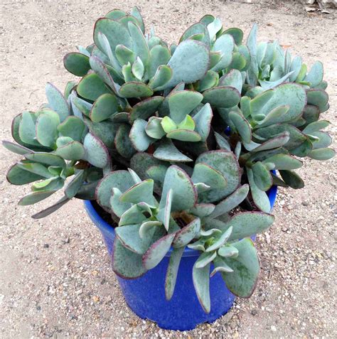 crassula blue bird