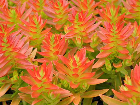 crassula campfire