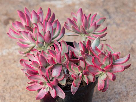 crassula candy cane
