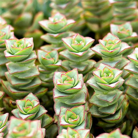 crassula conjuncta