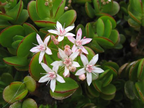 crassula flower