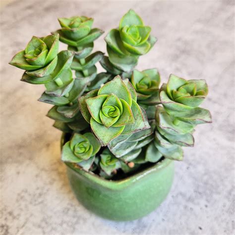 crassula ivory tower