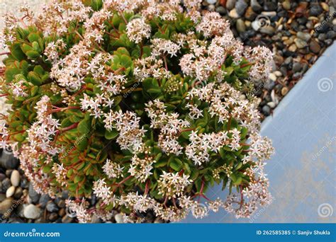 crassula lactea