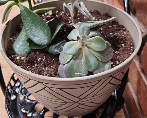 crassula ovata soil mix