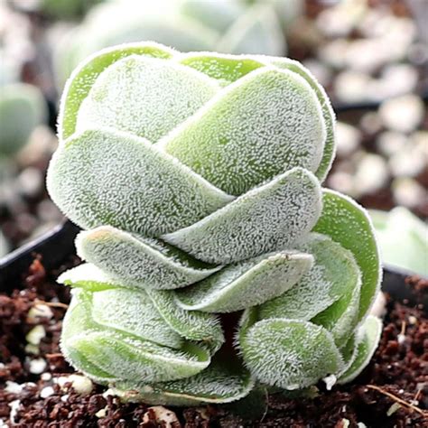 crassula pangolin