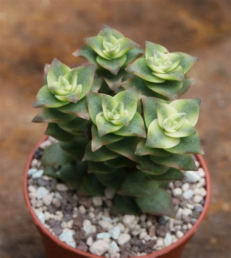 crassula perforata variegata