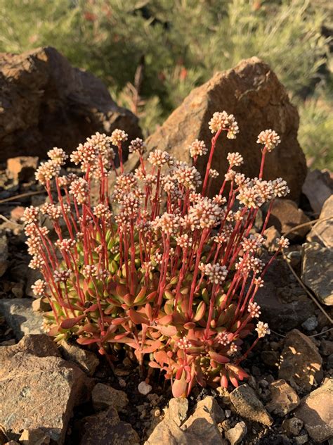 crassula pubescens