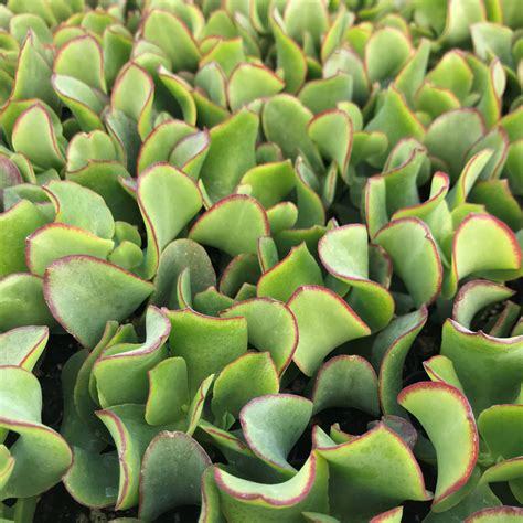 crassula ripple jade care