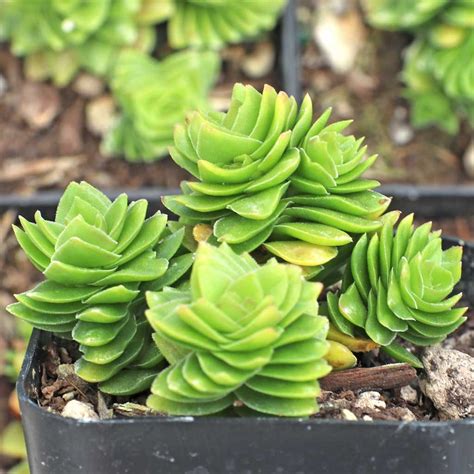 crassula spiralis