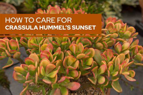 crassula sunset care