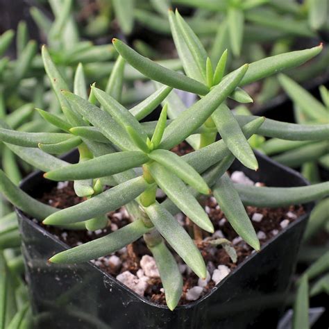 crassula tetragona