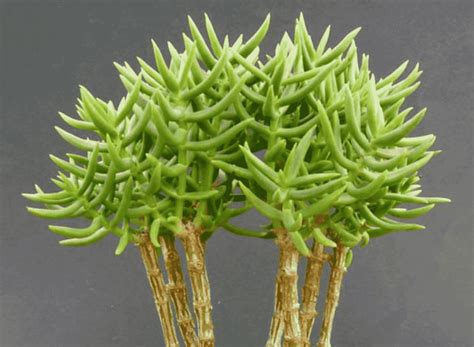 crassula tetragona care