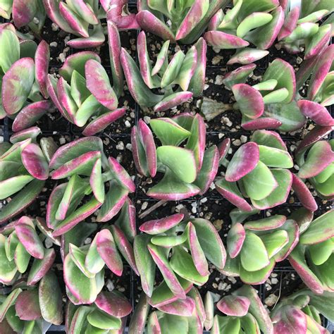 crassula variegata