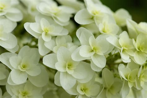 cream hydrangea
