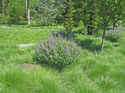 creating native habiturf lawns