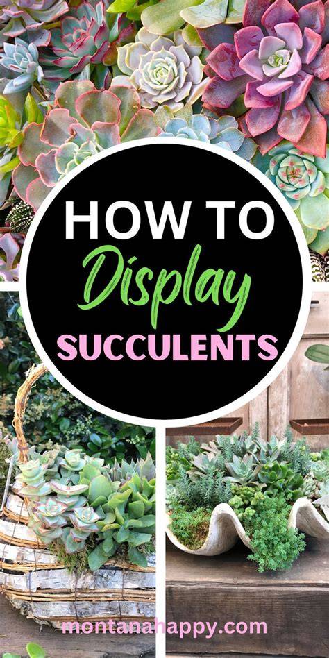creative succulent displays