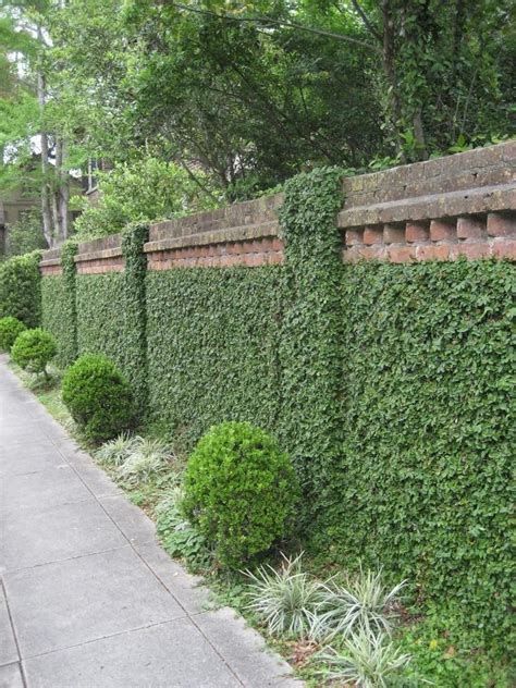 creeping fig on fence
