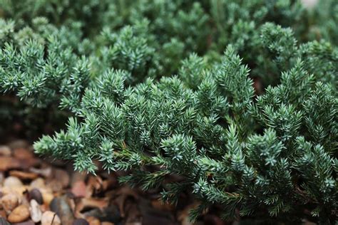 creeping juniper