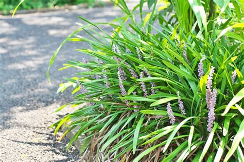 creeping lilyturf