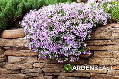 creeping phlox care