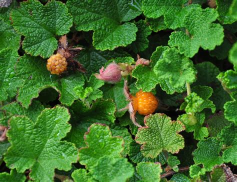 creeping raspberry