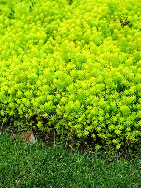 creeping sedum