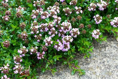 creeping thyme companion plants