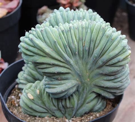 crested blue candle cactus