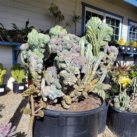 crested blue candle cactus