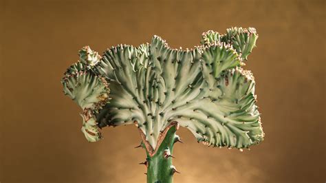 crested cactus