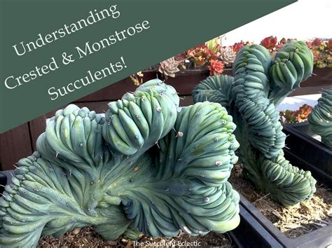crested succulents