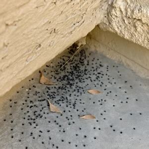cricket droppings
