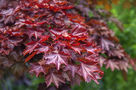 crimson king maple tree