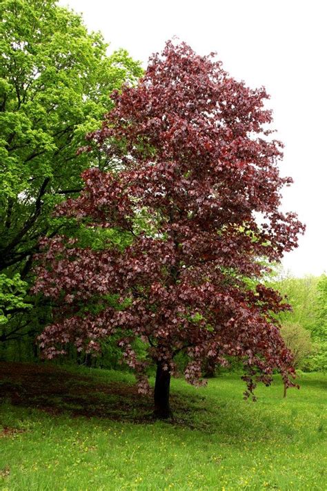 crimson king tree