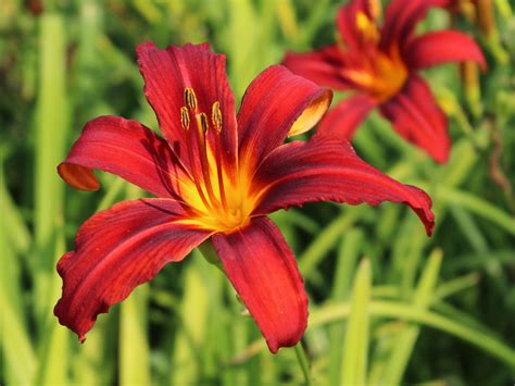 crimson pirate daylily