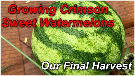 crimson sweet watermelon growing tips